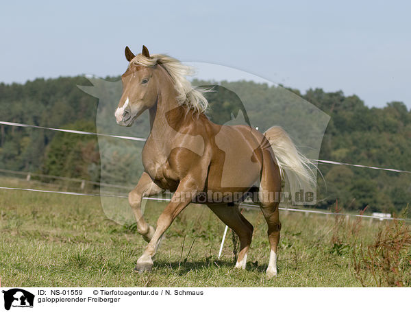 galoppierender Freiberger / galloping horse / NS-01559