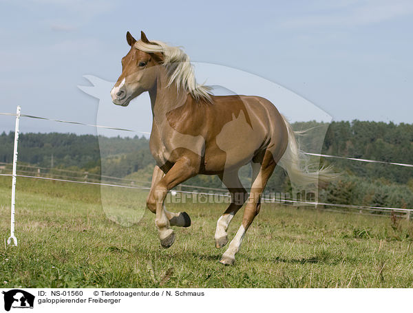galoppierender Freiberger / galloping horse / NS-01560