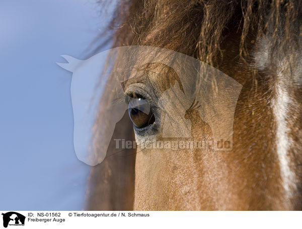Freiberger Auge / horse eye / NS-01562