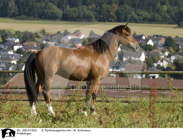 Freiberger / horse / NS-01563
