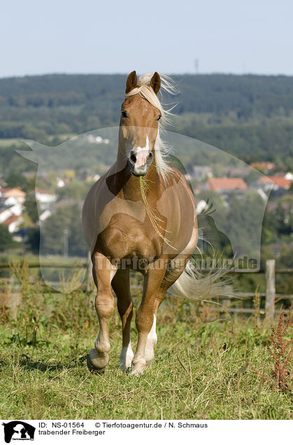 trabender Freiberger / trotting horse / NS-01564