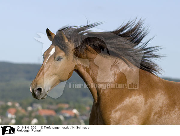 Freiberger Portrait / horse portrait / NS-01566