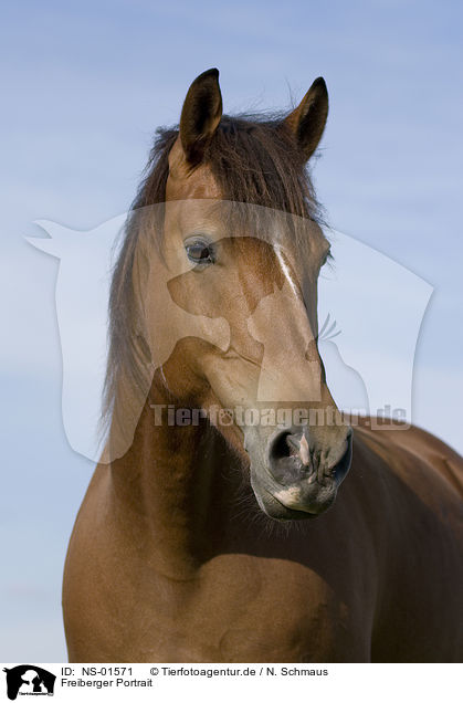 Freiberger Portrait / horse portrait / NS-01571