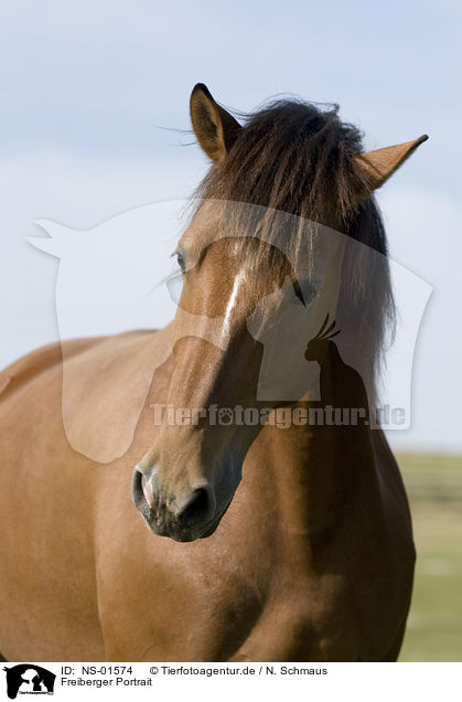 Freiberger Portrait / horse portrait / NS-01574
