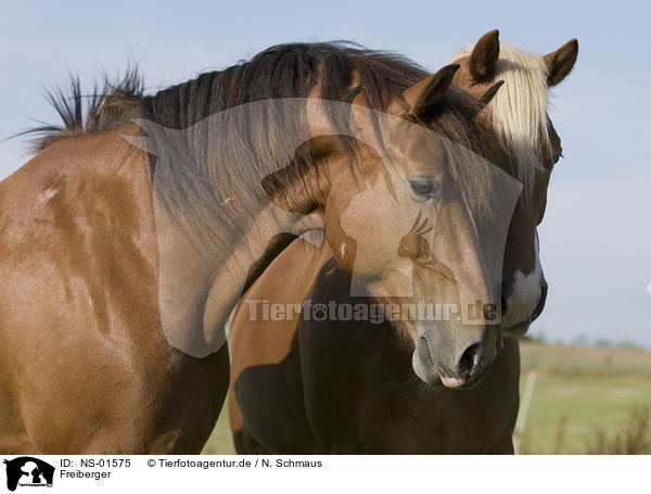 Freiberger / horses / NS-01575