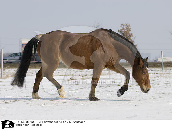 trabender Feiberger / trotting horse / NS-01858