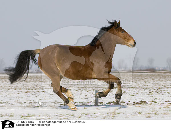 galoppierender Freiberger / galloping horse / NS-01867