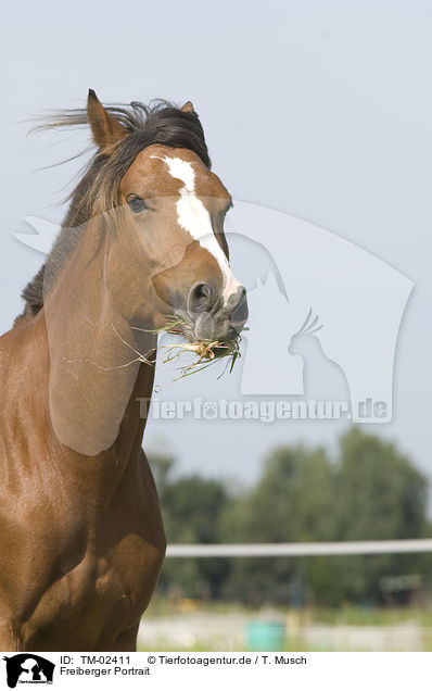 Freiberger Portrait / warmblood portrait / TM-02411