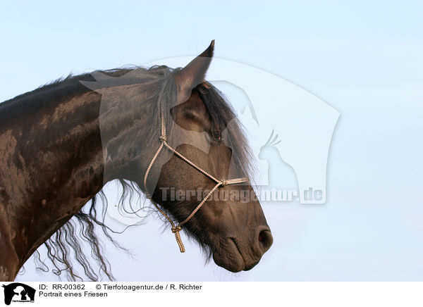 Portrait eines Friesen / Friesian Horse Portrait / RR-00362