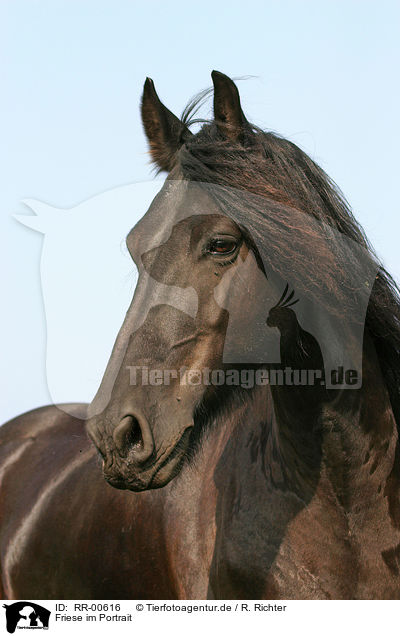 Friese im Portrait / Friesian Horse Portrait / RR-00616