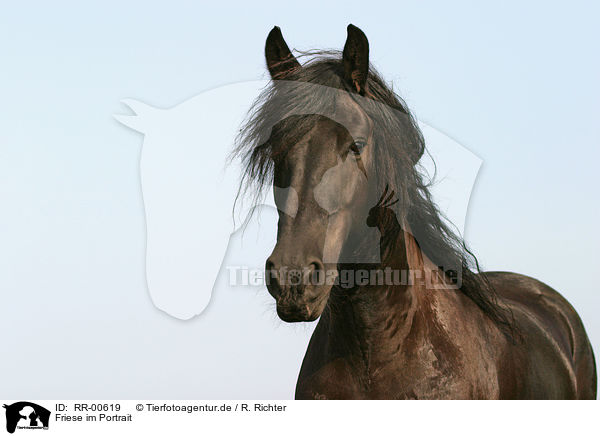 Friese im Portrait / Friesian Horse Portrait / RR-00619