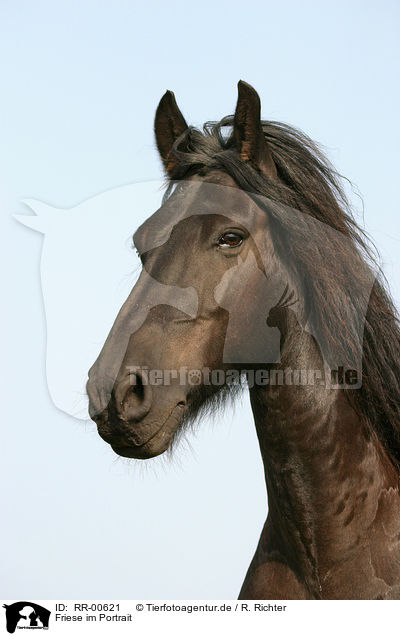 Friese im Portrait / Friesian Horse Portrait / RR-00621