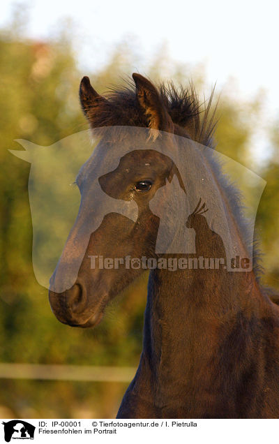 Friesenfohlen im Portrait / Portrait of a Frisian Horse / IP-00001