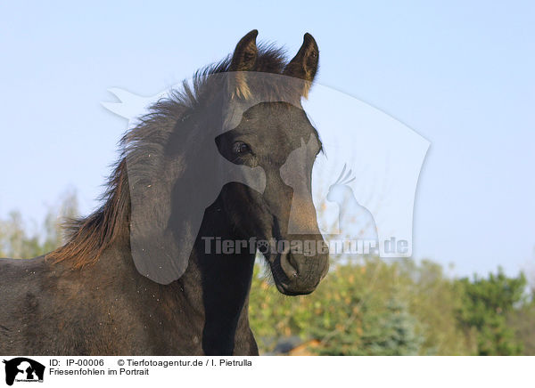 Friesenfohlen im Portrait / IP-00006