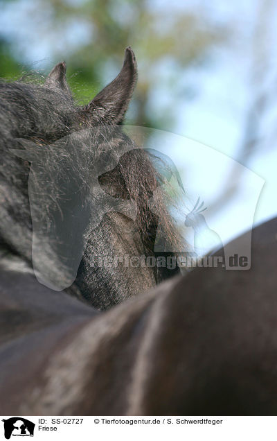Friese / Frisian horse / SS-02727