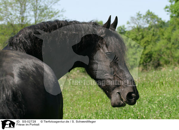 Friese im Portrait / Friesian Horse Portrait / SS-02728