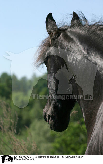 Friese im Portrait / Friesian Horse Portrait / SS-02729