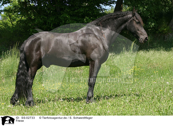 Friese / Frisian horse / SS-02733