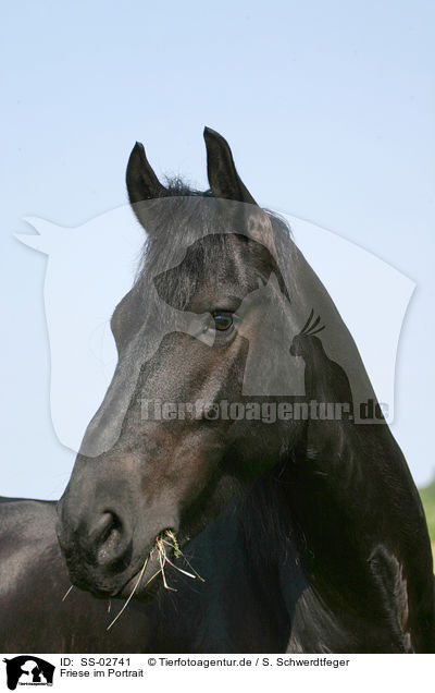 Friese im Portrait / SS-02741