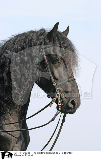 Friese im Portrait / friesian portrait / RR-06386