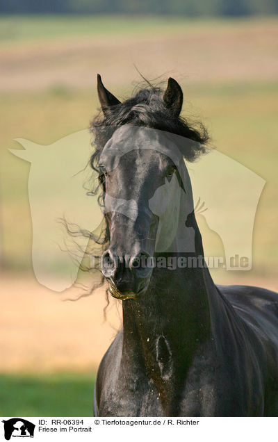Friese im Portrait / friesian portrait / RR-06394