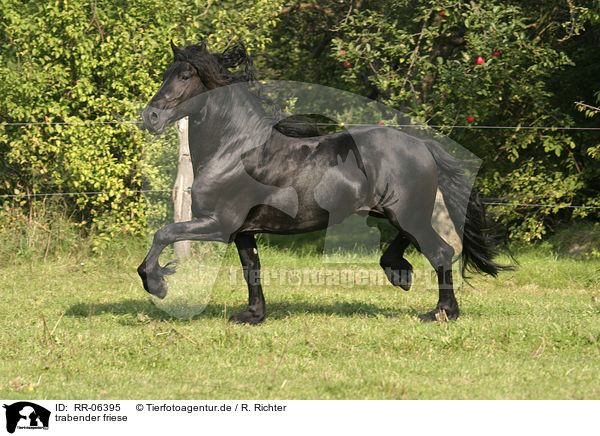 trabender friese / trotting friesian / RR-06395