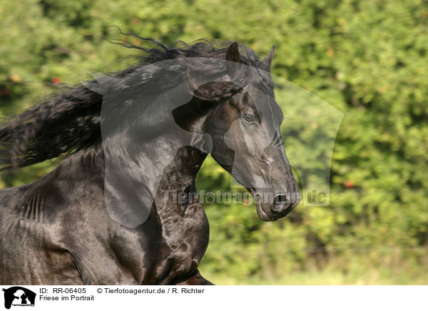 Friese im Portrait / friesian portrait / RR-06405