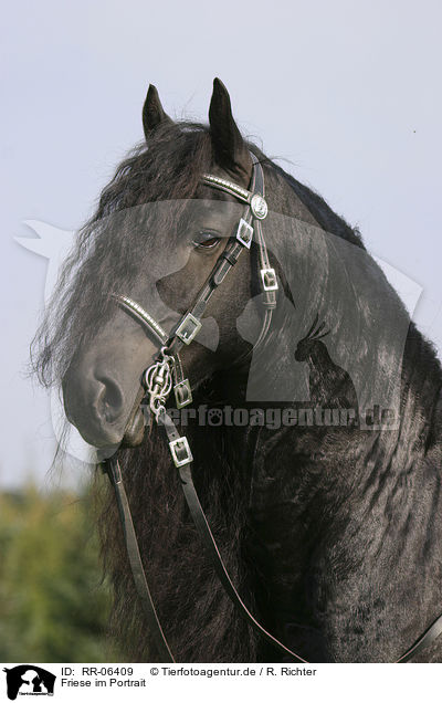 Friese im Portrait / friesian portrait / RR-06409