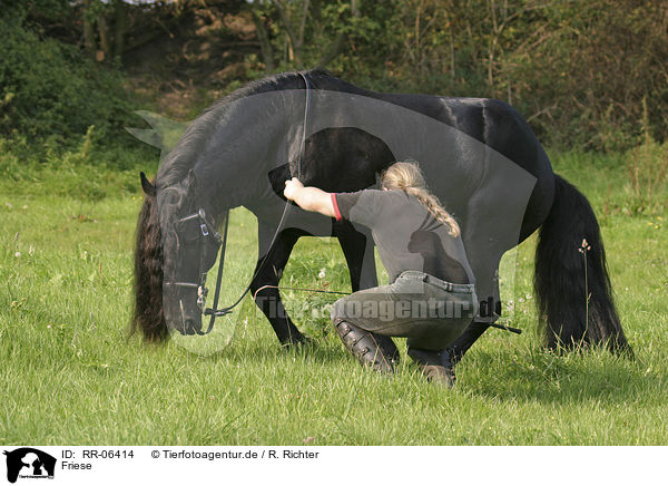 Friese / Friesian / RR-06414