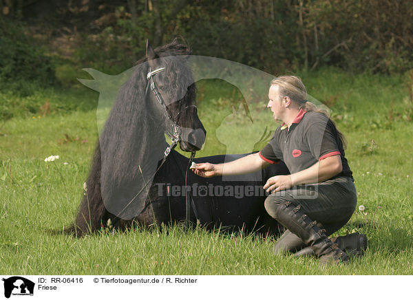 Friese / Friesian / RR-06416