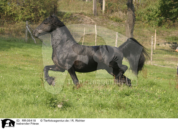 trabender Friese / trotting friesian / RR-06418