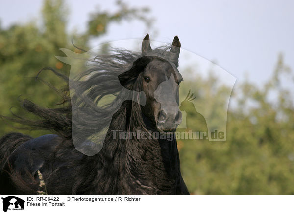 Friese im Portrait / friesian portrait / RR-06422