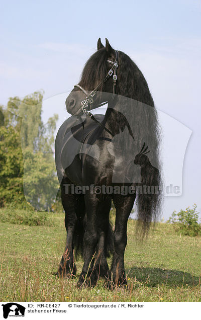 stehender Friese / RR-06427