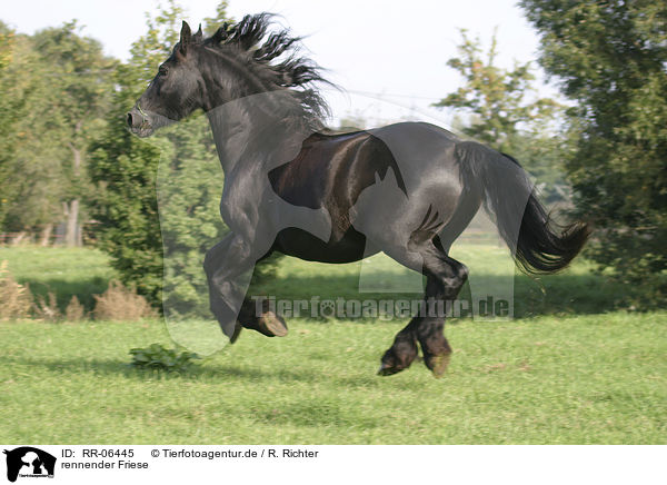 rennender Friese / running friesian / RR-06445