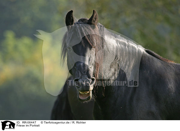 Friese im Portrait / RR-06447