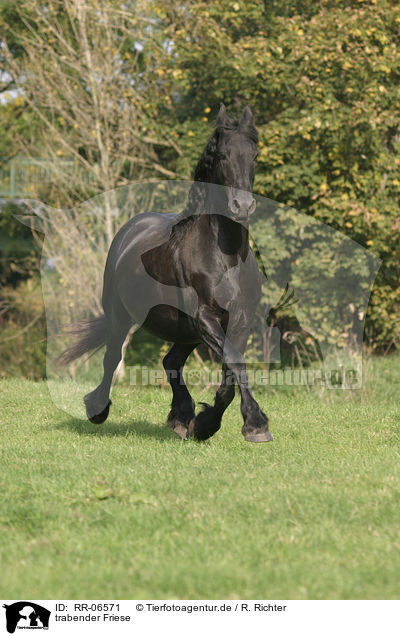 trabender Friese / trotting friesian horse / RR-06571