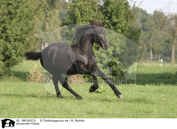 rennender Friese / running friesian horse / RR-06573