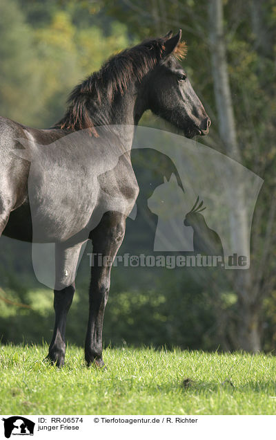 junger Friese / young friesian horse / RR-06574