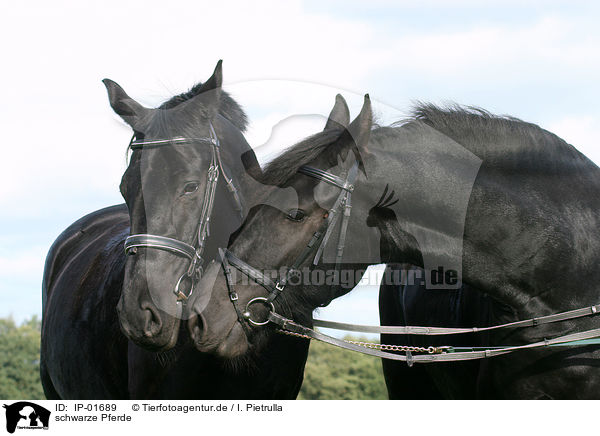schwarze Pferde / black horses / IP-01689