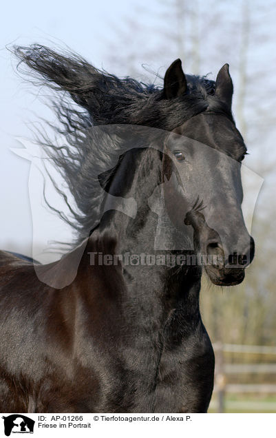 Friese im Portrait / Friesian Horse / AP-01266