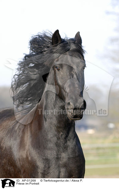 Friese im Portrait / Friesian Horse / AP-01268