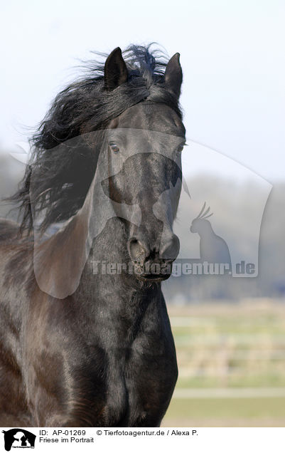 Friese im Portrait / AP-01269