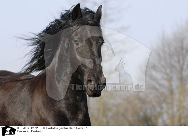 Friese im Portrait / Friesian Horse / AP-01272