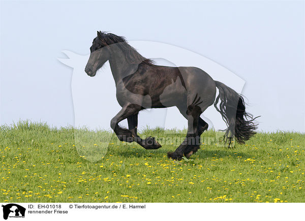 rennender Friese / running Friesian Horse / EH-01018