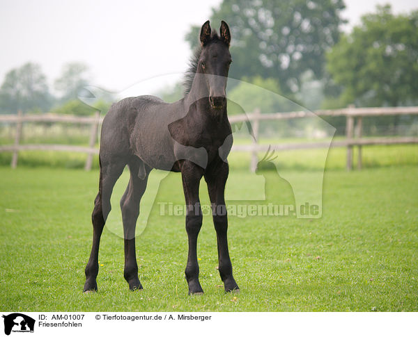 Friesenfohlen / Friesian Horse Foal / AM-01007