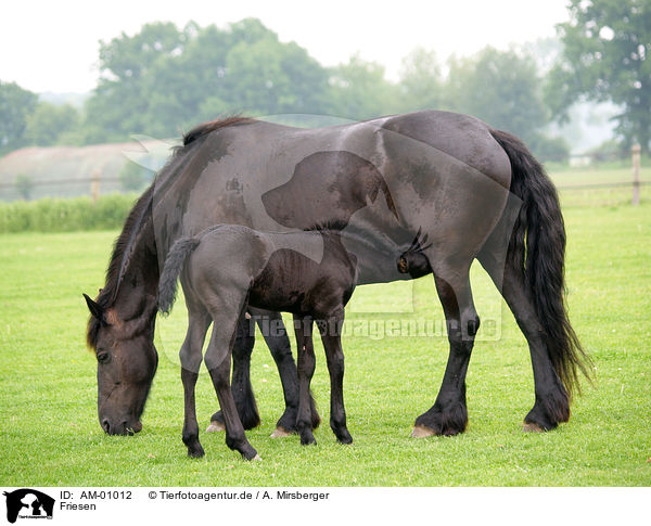 Friesen / Friesians / AM-01012