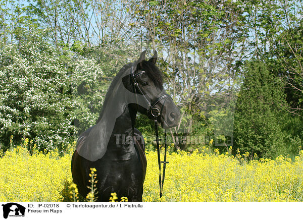 Friese im Raps / Friesian Horse / IP-02018