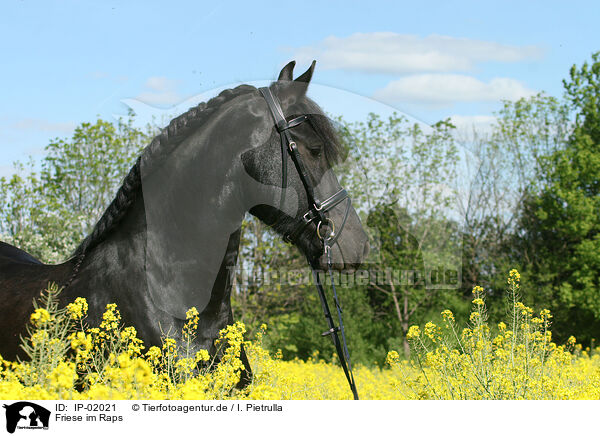 Friese im Raps / Friesian Horse / IP-02021