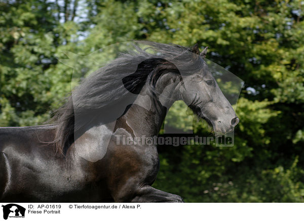 Friese Portrait / friesian horse portrait / AP-01619