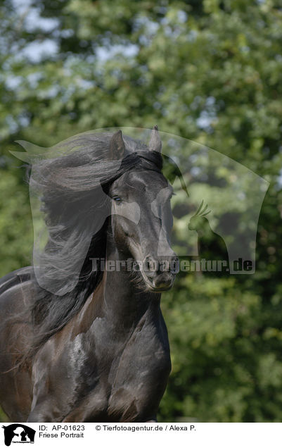 Friese Portrait / friesian horse portrait / AP-01623